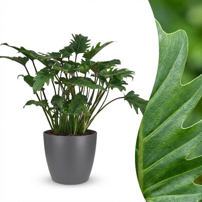 Plante d'intérieur - Philodendron - Philodendron Xanadu - Vert - Entretien facile - 1 Plante - avec Potter Gris - Pot 19cm - Hauteur 60cm