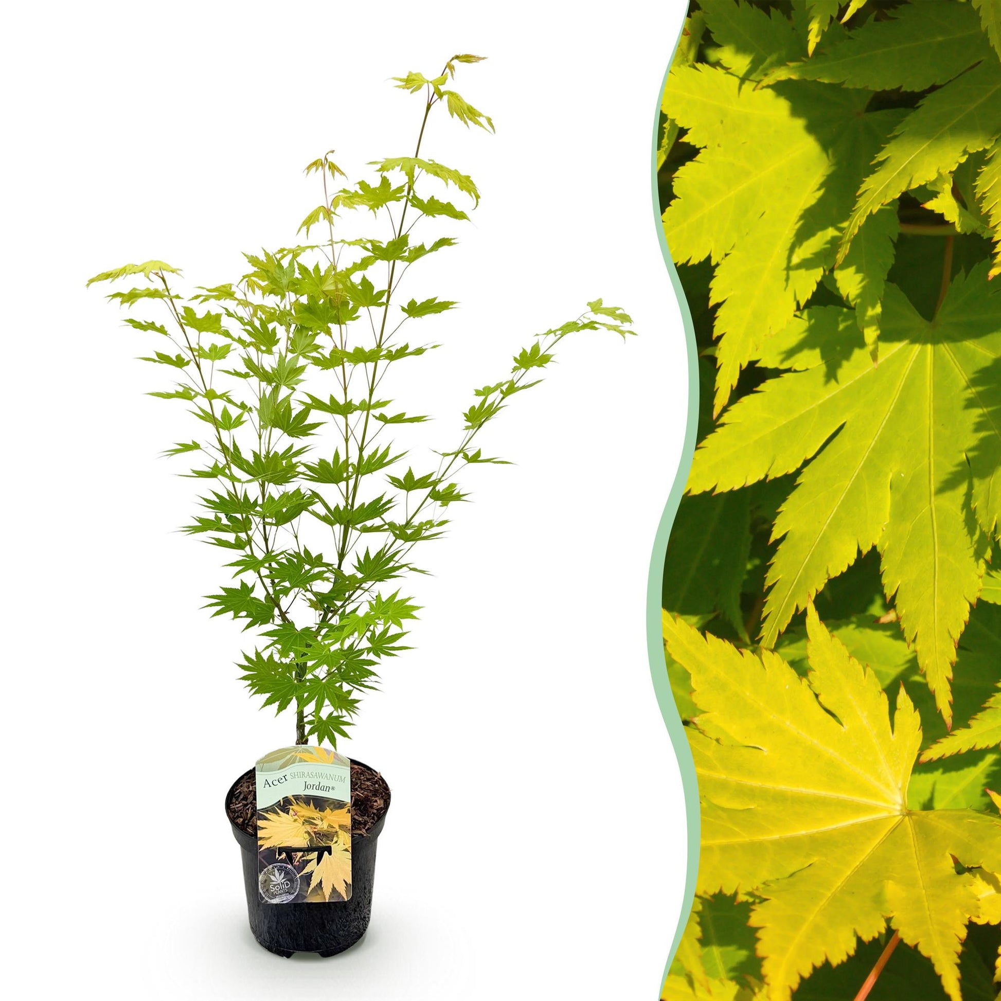 Érable du Japon 'Acer palmatum Jordan'. Un jeune plant en pot à gauche, et un gros plan de son feuillage jaune vif à droite.
