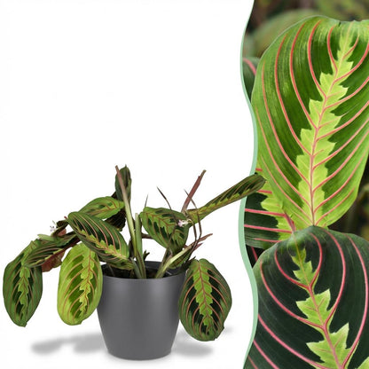 Plante d'intérieur - Maranta Fascinator Tricolour - Plante de prière - Plante amicale pour les animaux - Vert - 1 Plante - avec Pot Gris - Pot 12cm - Hauteur 25cm