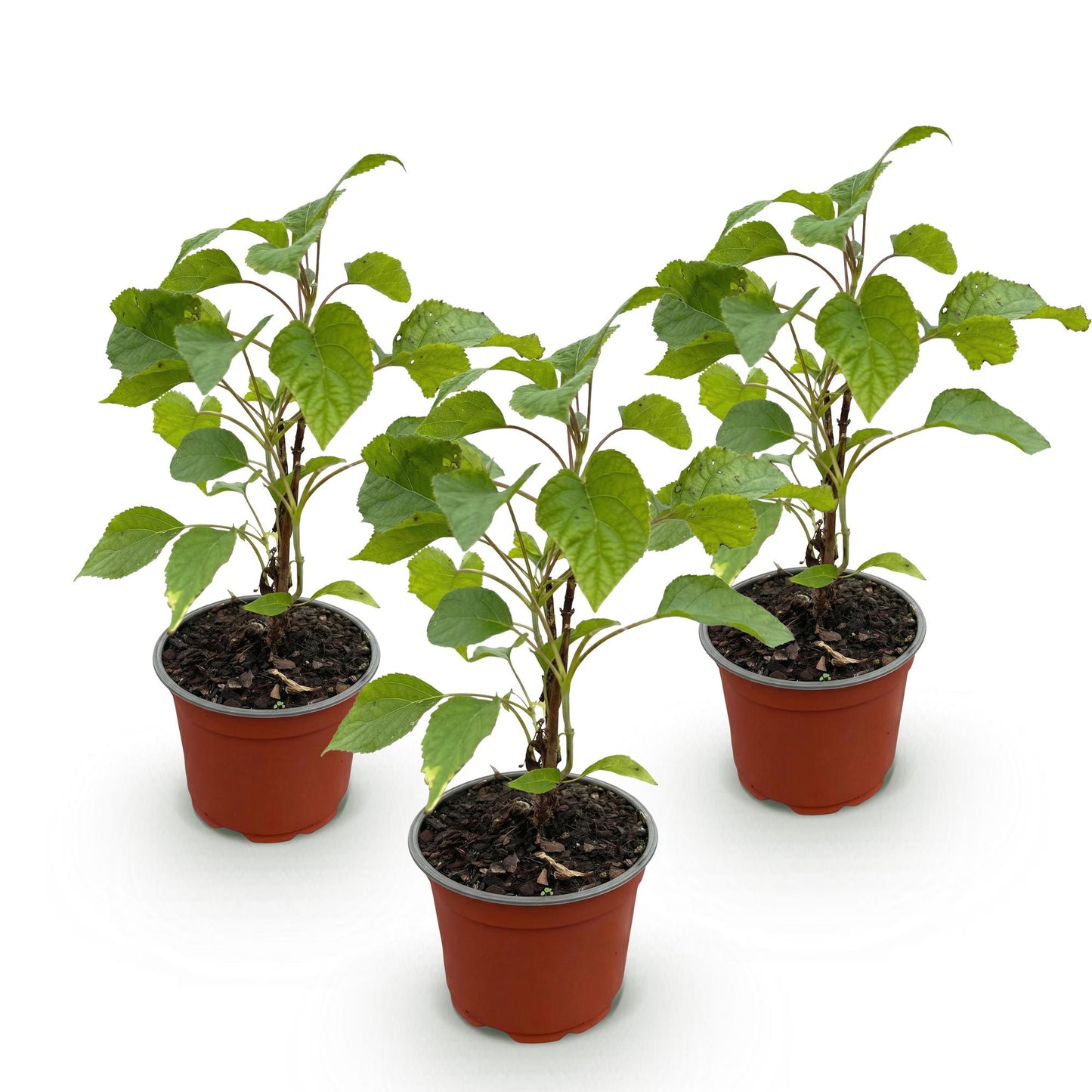 Hydrangea arborescens Annabelle : trois jeunes plants d'hortensia en pots bruns, avec un feuillage vert frais, alignés sur fond blanc.