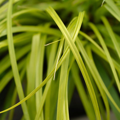 Carex oshimensis Everillo : gros plan sur le feuillage vert-jaune vif et retombant de la graminée ornementale, apportant lumière et texture.