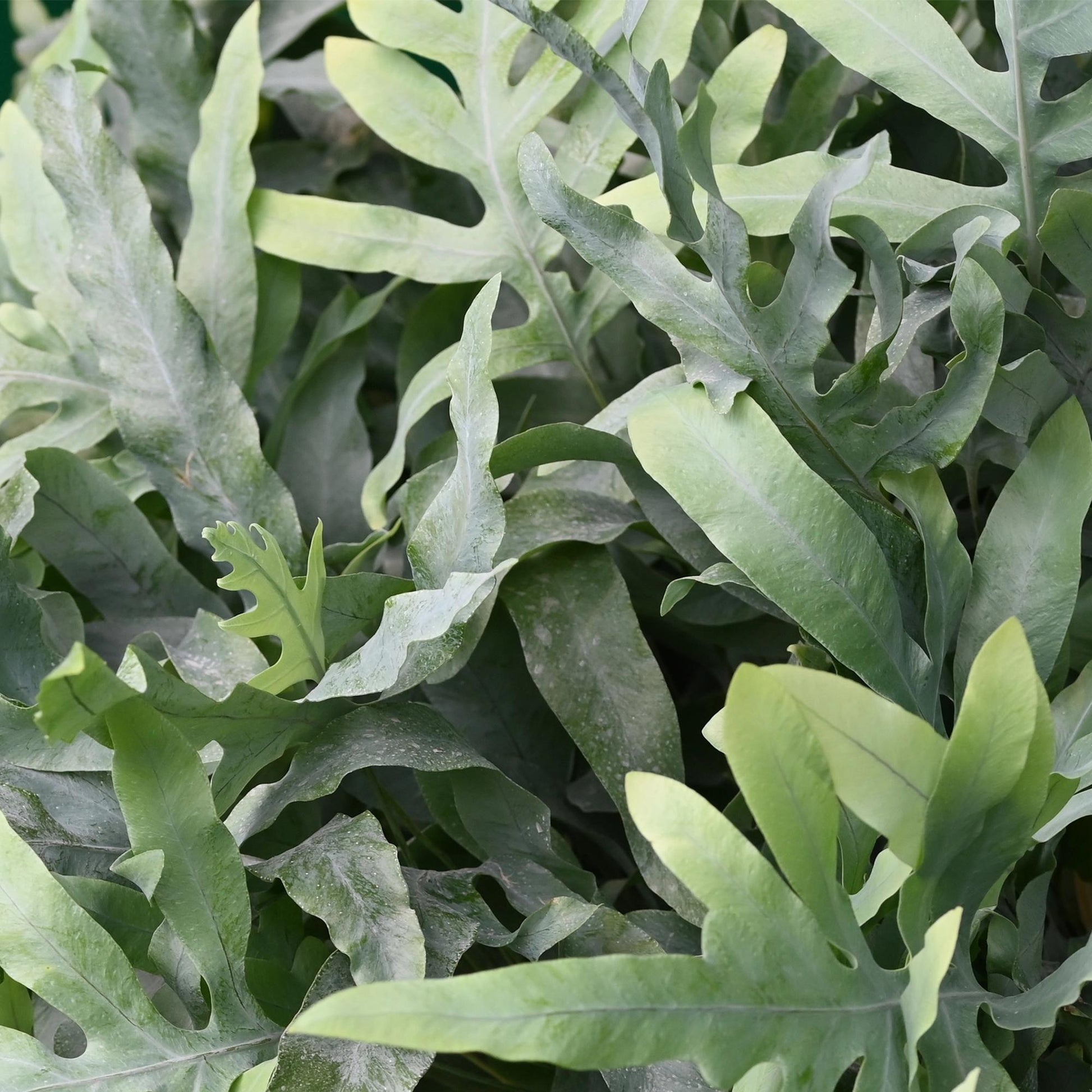 Gros plan sur le feuillage luxuriant et découpé de la fougère Phlebodium aureum Blue Star, présentant ses teintes bleu-vert distinctives