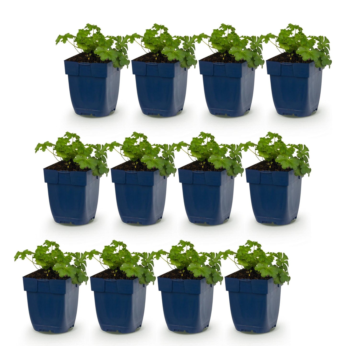 Géranium macr. Czakor : 12 plants en pot de 11cm alignés sur un fond blanc, feuillage vert dense, prêts à être plantés.