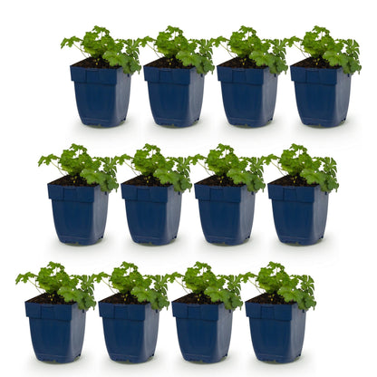 Géranium macr. Czakor : 12 plants en pot de 11cm alignés sur un fond blanc, feuillage vert dense, prêts à être plantés.