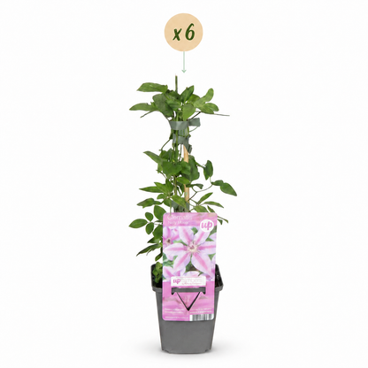 Clématite 'Nelly Moser' - lot de 6 plants, pot Ø9 cm