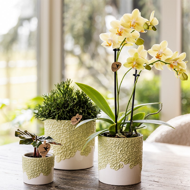 Cache-pot céramique en relief floral - courbes douces et coloris tendres - vert