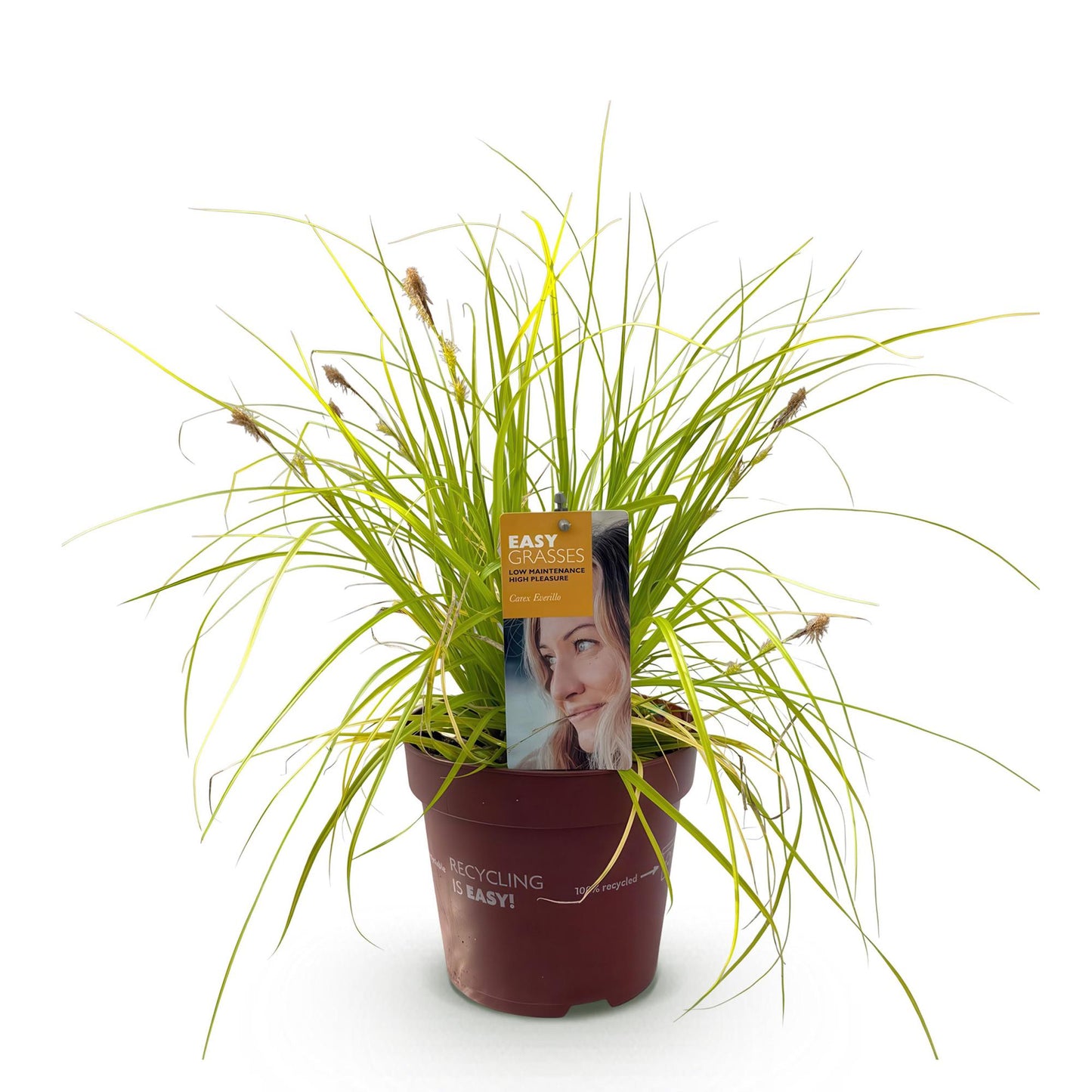 Carex oshimensis Everillo : une graminée ornementale jaune en pot marron sur fond blanc. La plante est dense et en pleine santé.