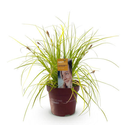 Carex oshimensis Everillo : une graminée ornementale jaune en pot marron sur fond blanc. La plante est dense et en pleine santé.