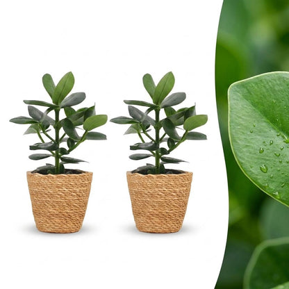 Deux Clusia Princess aux feuilles vert foncé, chacune dans un cache-pot Panier en fibres naturelles tressées sur fond blanc
