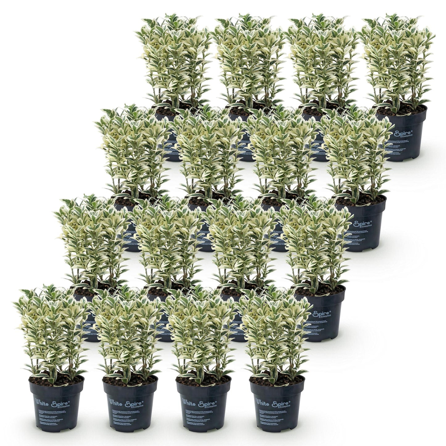 Euonymus japonicus White Spire. Lot de jeunes fusains à feuillage panaché vert et blanc en pots noirs, alignés sur fond blanc.