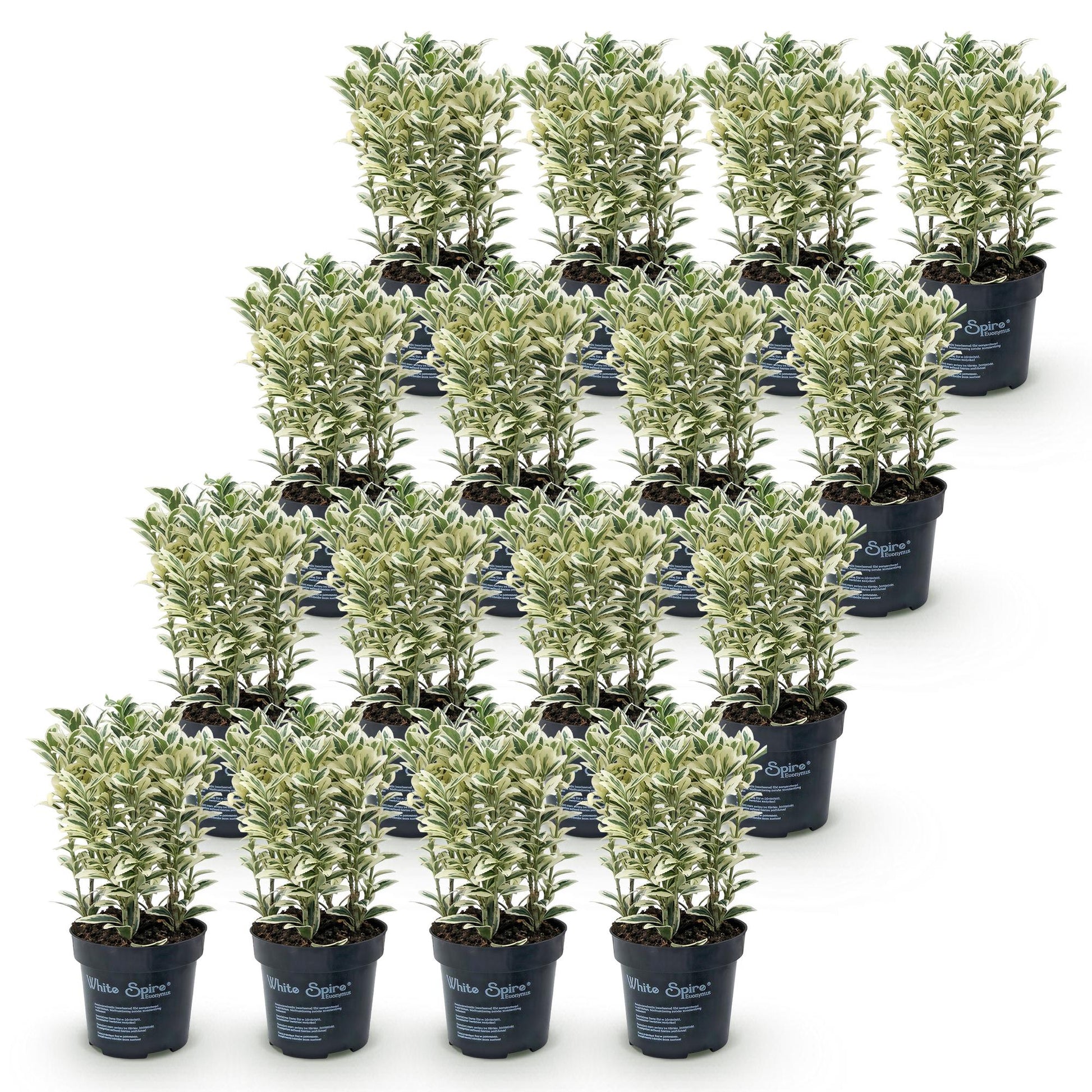 Euonymus japonicus White Spire. Lot de jeunes fusains à feuillage panaché vert et blanc en pots noirs, alignés sur fond blanc.