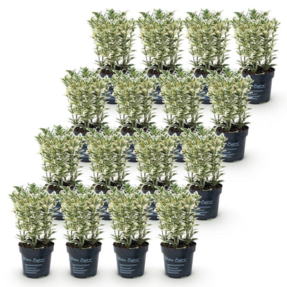 Euonymus japonicus White Spire. Lot de jeunes fusains à feuillage panaché vert et blanc en pots noirs, alignés sur fond blanc.
