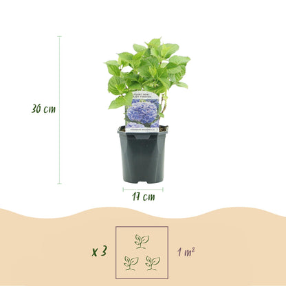 Hortensia de jardin (Hydrangea macrophylla), arbuste fleuri rustique, Pot 17 cm, Hauteur 30 cm