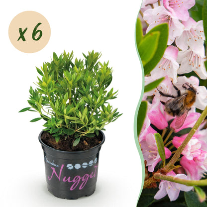 Rhododendron Bloombux Rose Clair : Un jeune plant en pot et une bulle 'x6' à côté de fleurs roses avec une abeille butinant.