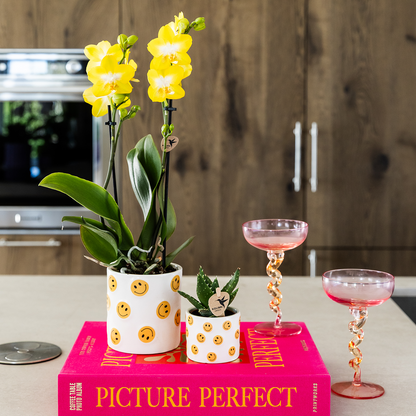 Orchidée Phalaenopsis jaune en pot