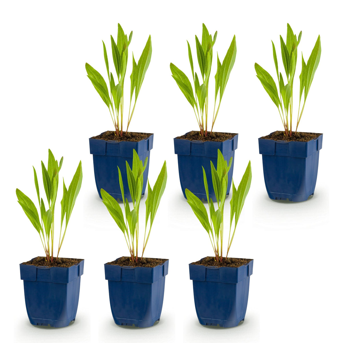 Échinacée jaune - lot de 6 plants en pot de 11 cm