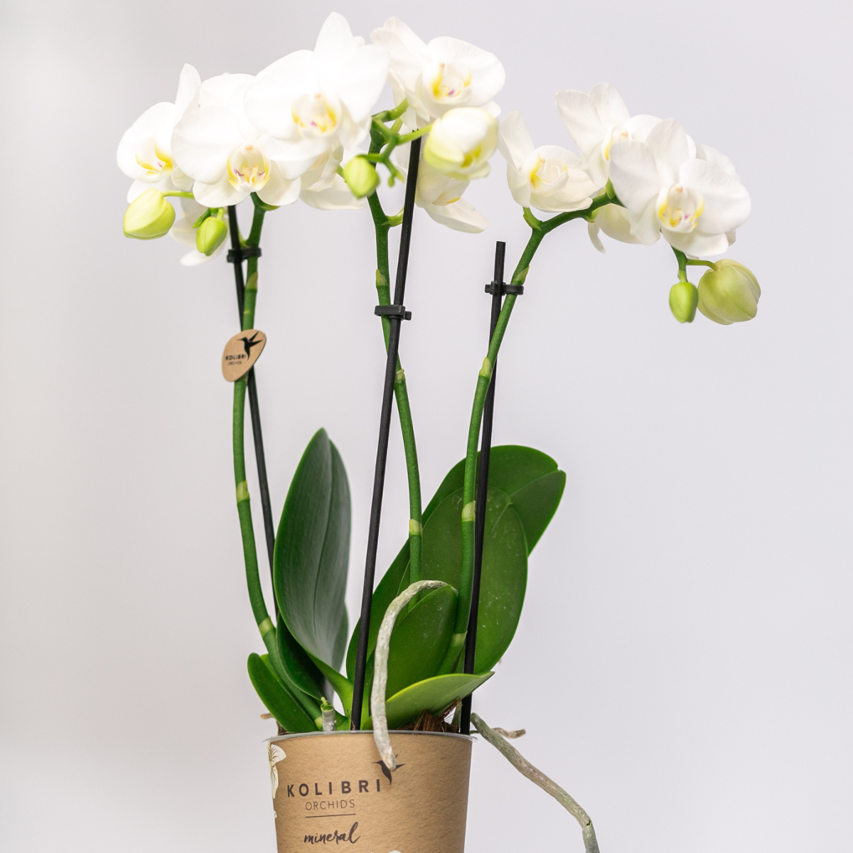 Orchidée Phalaenopsis blanche en pot