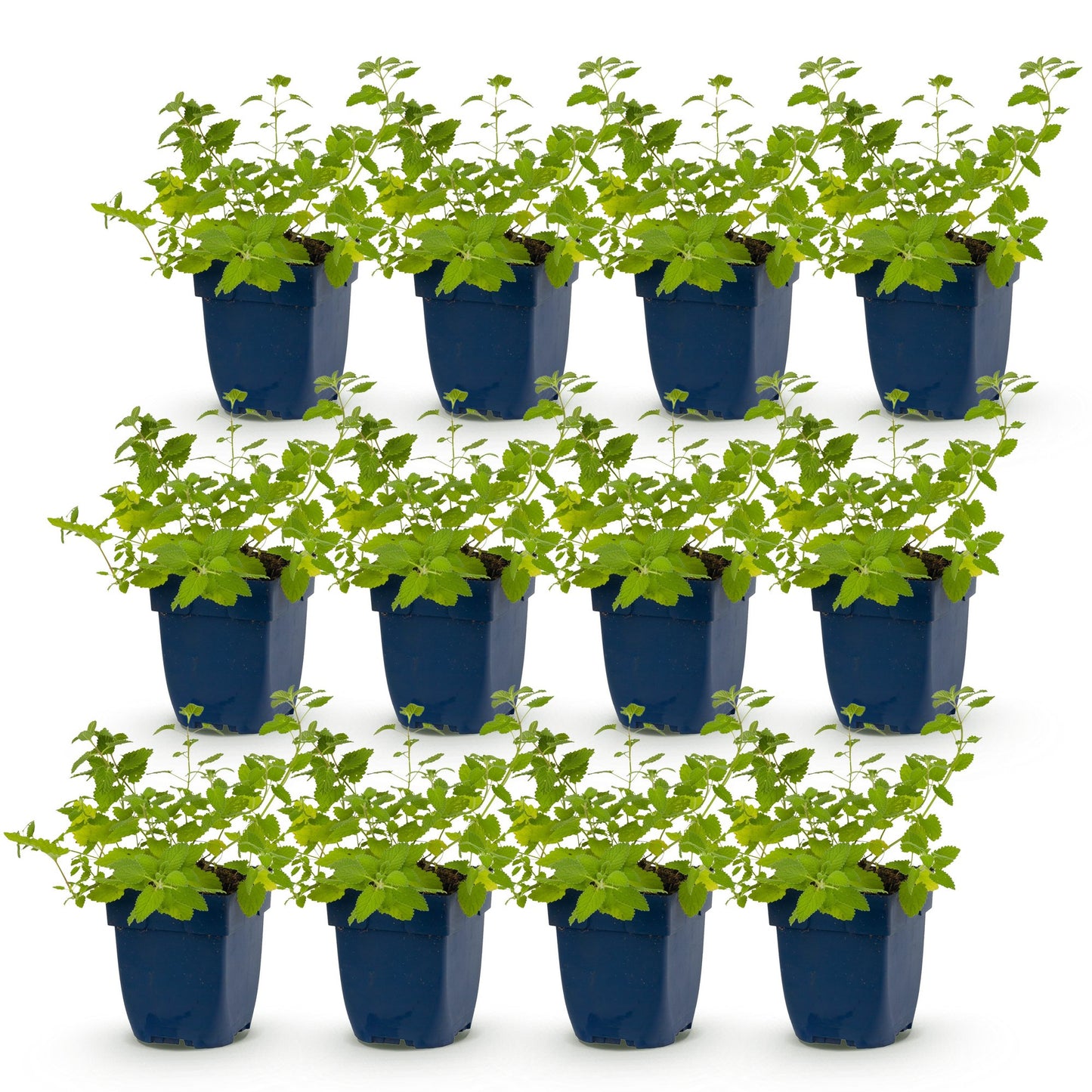 Nepeta faassenii, l'herbe à chat, en pot sur fond blanc. Douze jeunes plants alignés, prêts à être plantés en extérieur. Ils attirent les ab
