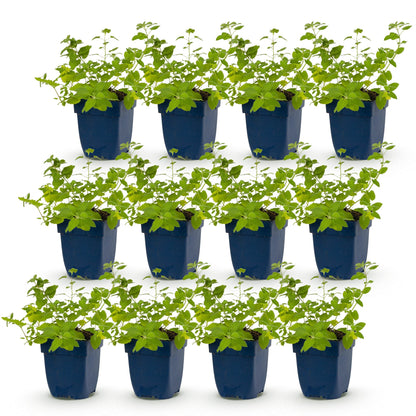 Nepeta faassenii, l'herbe à chat, en pot sur fond blanc. Douze jeunes plants alignés, prêts à être plantés en extérieur. Ils attirent les ab