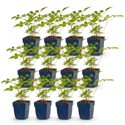 Astilbe Europe en pot de 11cm. Lot de douze jeunes plants vivaces, aux feuilles vert clair et aux tiges rouges, sur fond blanc.