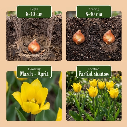 Guide de plantation des bulbes de Tulipe des bois avec profondeur, espacement, floraison (mars-avril) et exposition (ombre
