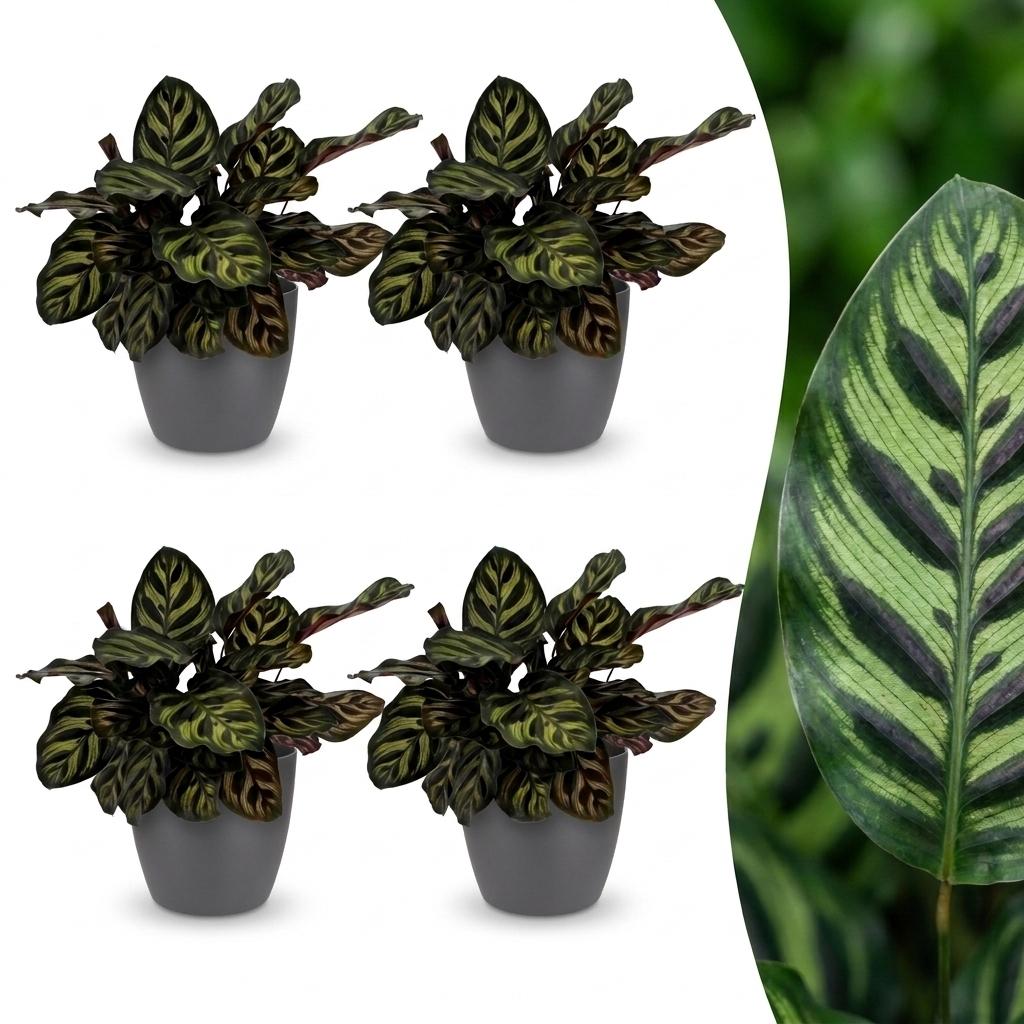 Quatre Calathea Makoyana, ou Plantes Paon, au feuillage panaché vert et argenté, plantées dans des cache-pots gris élégants