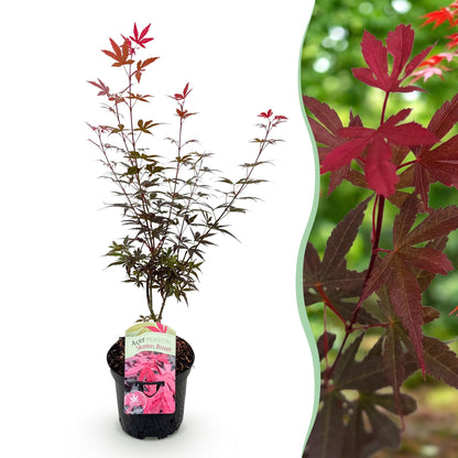 Erable japonais Acer palmatum Skeeters Broom avec feuillage violet en pot, à côté d'un gros plan de ses feuilles colorées.