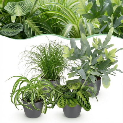 Plante d'intérieur - Chlorophytum - Cyperus - Phlebodium - Marantha - Mix de 4 - Plantes Amicales pour Animaux - Vert - 4 Plantes - avec Pot Gris - Pot 12cm - Hauteur 25cm