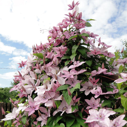 Clématite Hagley Hybrid, une plante grimpante aux fleurs roses délicates, pousse en abondance dans un jardin, sous un ciel nuageux.
