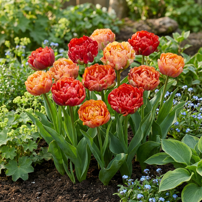 Massif de tulipes 'Gudoshnik' doubles aux fleurs épanouies de couleur rouge et orange dans un jardin printanier.