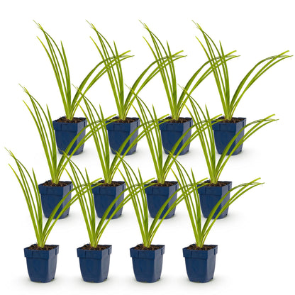 Hémérocalle 'Pink Damask' - lot de 12 plants en pot de 11 cm