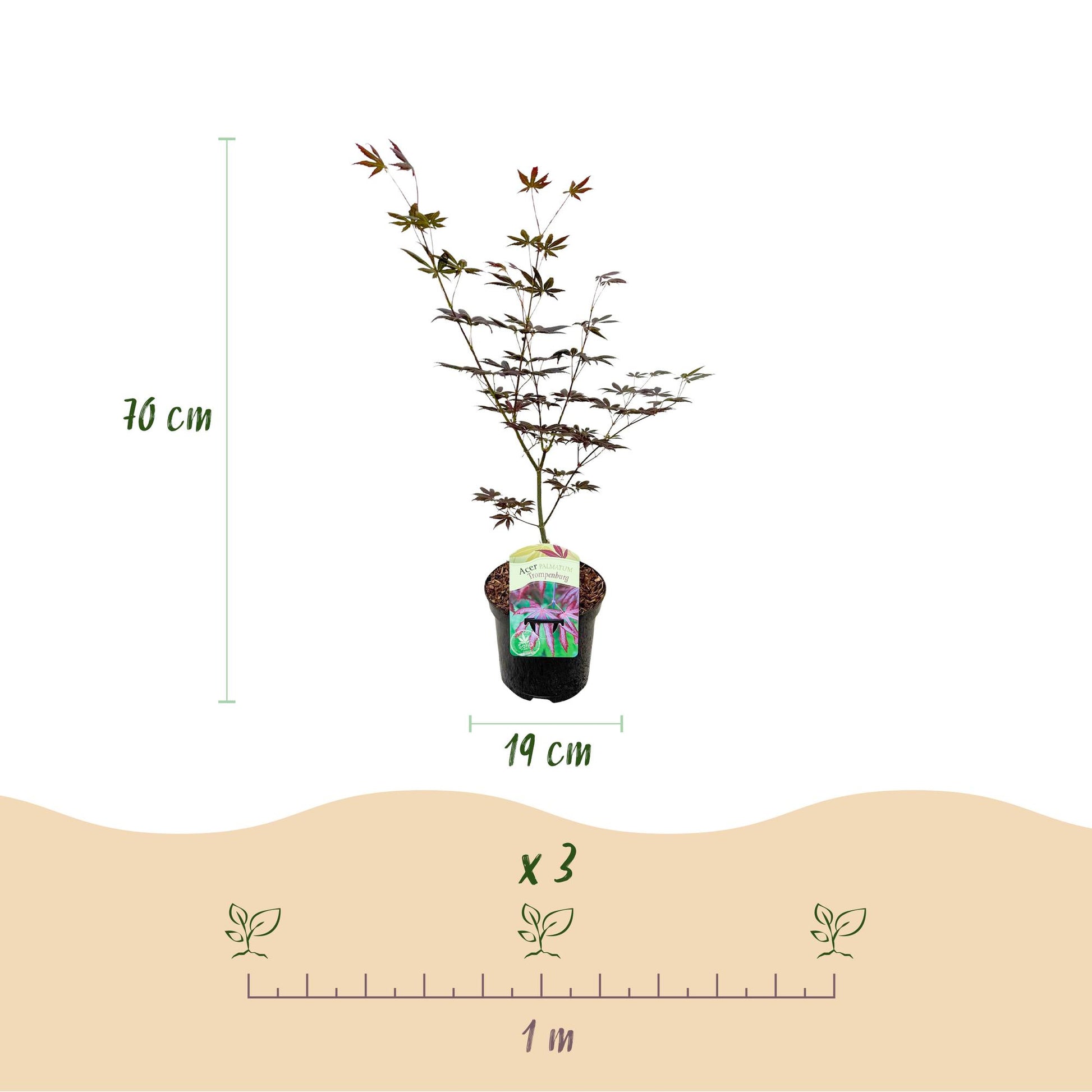 Érable du Japon Acer palmatum Trompenburg : infographie montrant un plant en pot de 70 cm de haut et 19 cm de diamètre, avec un espacement d