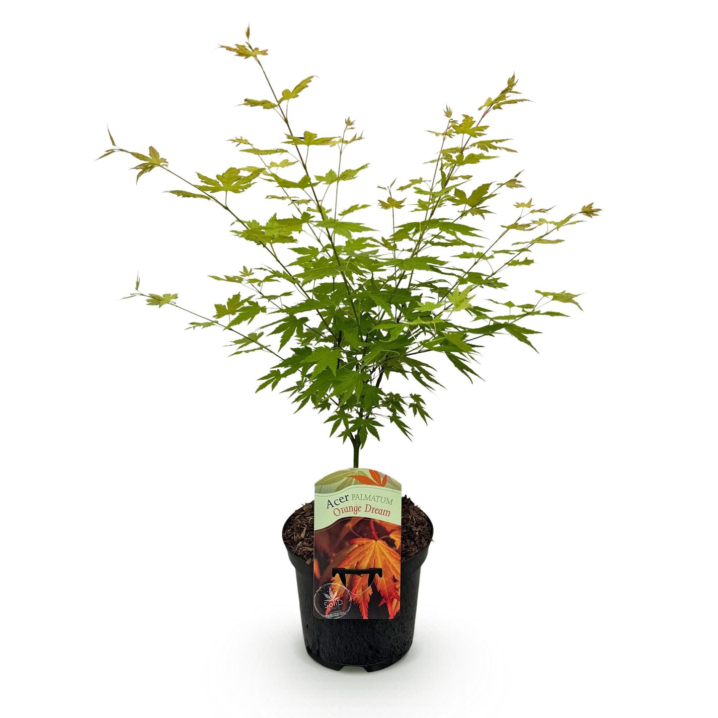 Acer palmatum Orange Dream : Plant d'érable japonais en pot noir sur fond blanc, prêt à planter, feuillage vert vif.