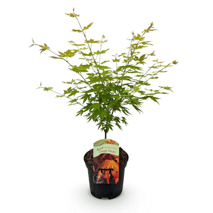 Acer palmatum Orange Dream : Plant d'érable japonais en pot noir sur fond blanc, prêt à planter, feuillage vert vif.
