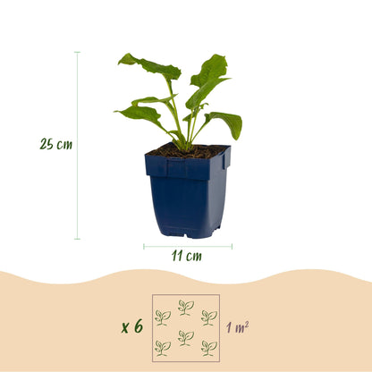 Echinacea purp. Alba : illustration des dimensions d'un plant (25 cm de haut, pot de 11 cm) et de l'espacement pour 6 plants par m².