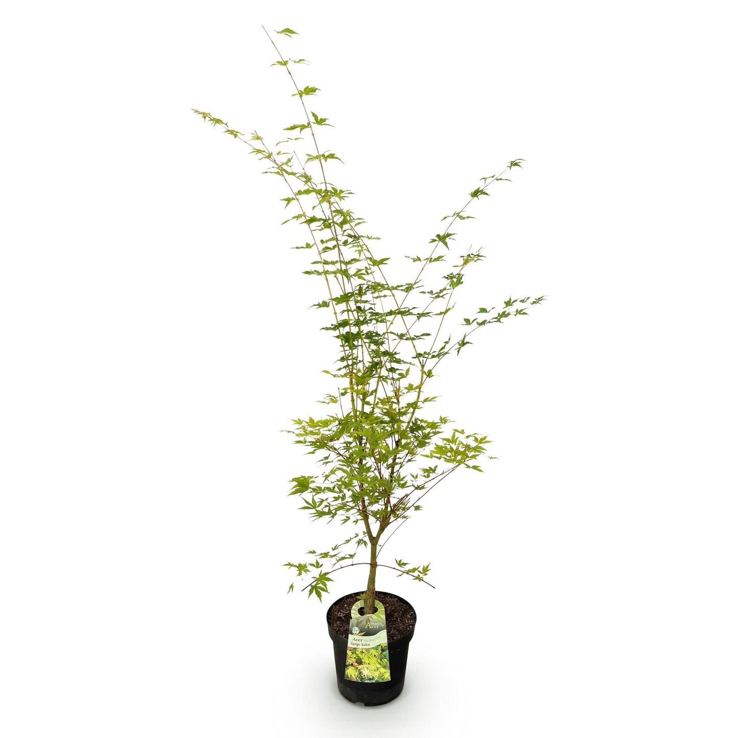 Acer palmatum Sangokaku, Érable japonais, avec son feuillage vert printanier, livré en pot de pépinière sur un fond blanc uni.