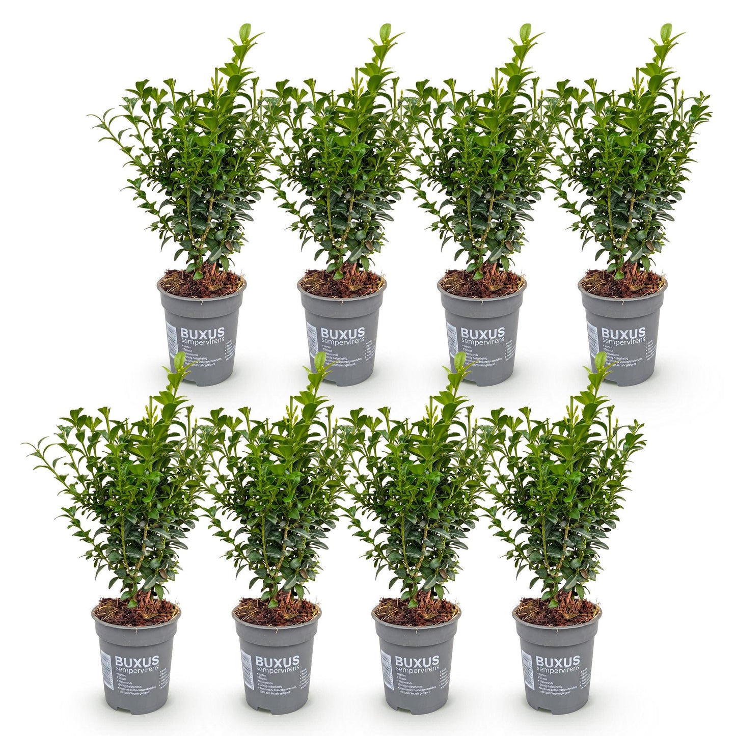 Buxus sempervirens, lot de 8 plants de buis commun en pots, alignés sur fond blanc. Feuillage vert dense idéal pour haies.