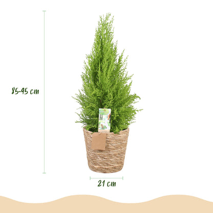 Un Cupressus Gold Crest Wilma luxuriant au feuillage vert clair et dense dans un élégant pot en osier tressé