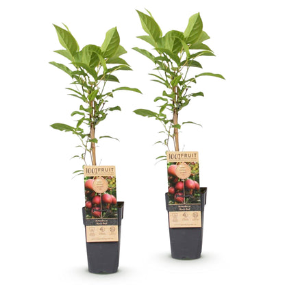 Kiwi 'Ken's Red', 2 plants femelles en pots de 15cm avec des étiquettes montrant des fruits rouges et verts, sur fond blanc.
