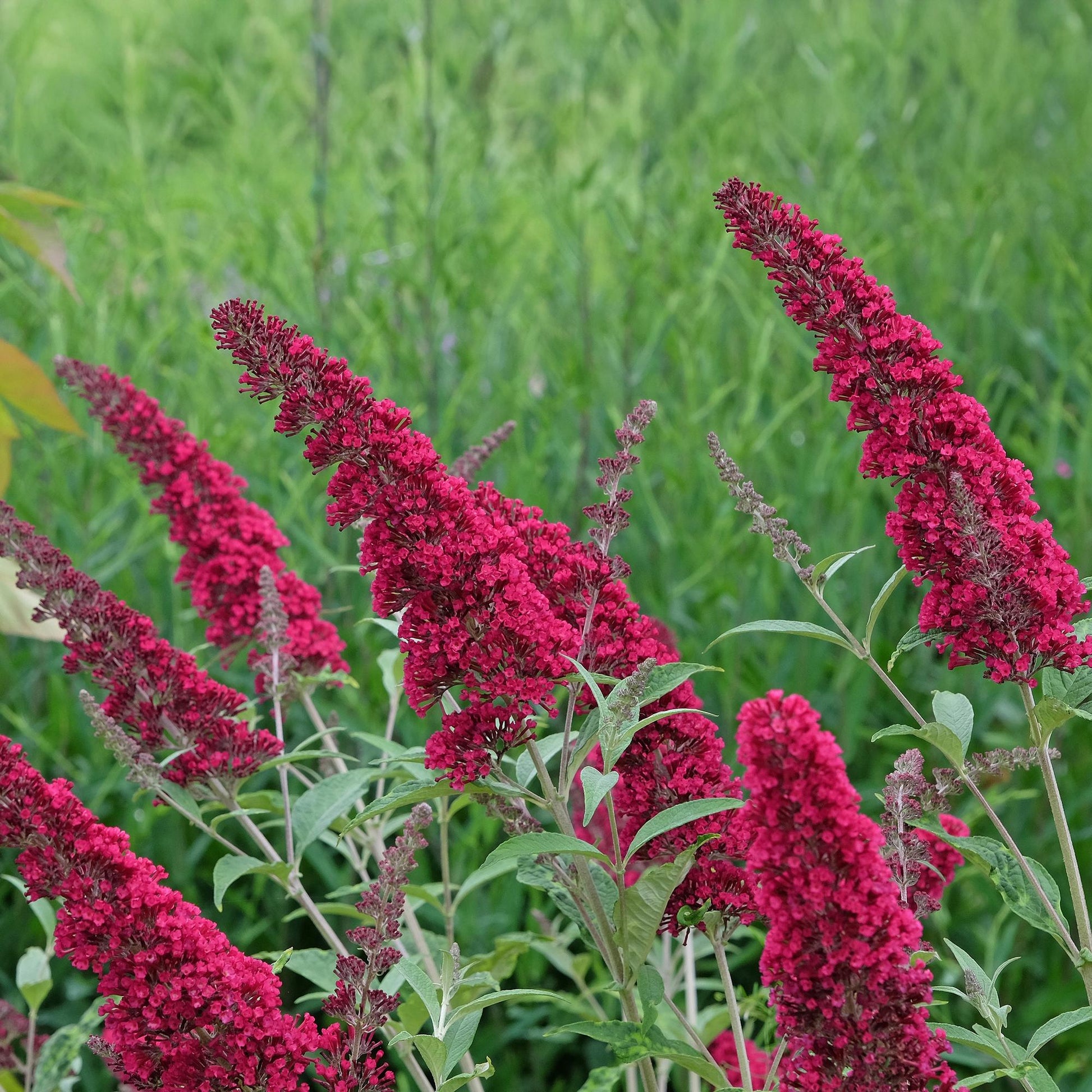 Buddleja davidii Royal Red. Gros plan sur les inflorescences rouge foncé en épis denses et les feuilles vertes de l'arbre à papillons.
