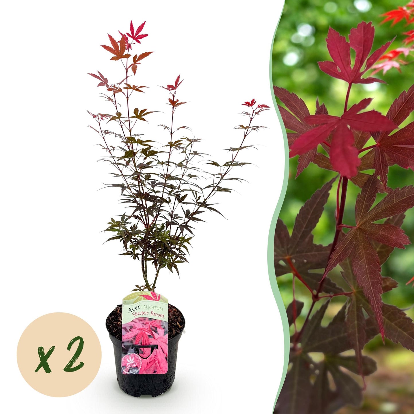 Acer palmatum Skeeters Broom, lot de 2 érables japonais violets en pot sur fond blanc, avec un gros plan du feuillage.