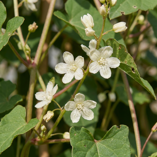 Renouée de l'Aubère (Fallopia aubertii) - grimpante fleurie