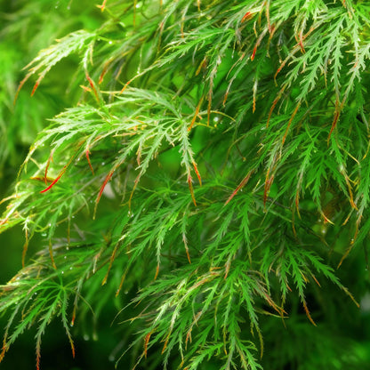 Acer palmatum Emerald Lace : gros plan sur ses feuilles vertes finement découpées et aux extrémités rougissantes.