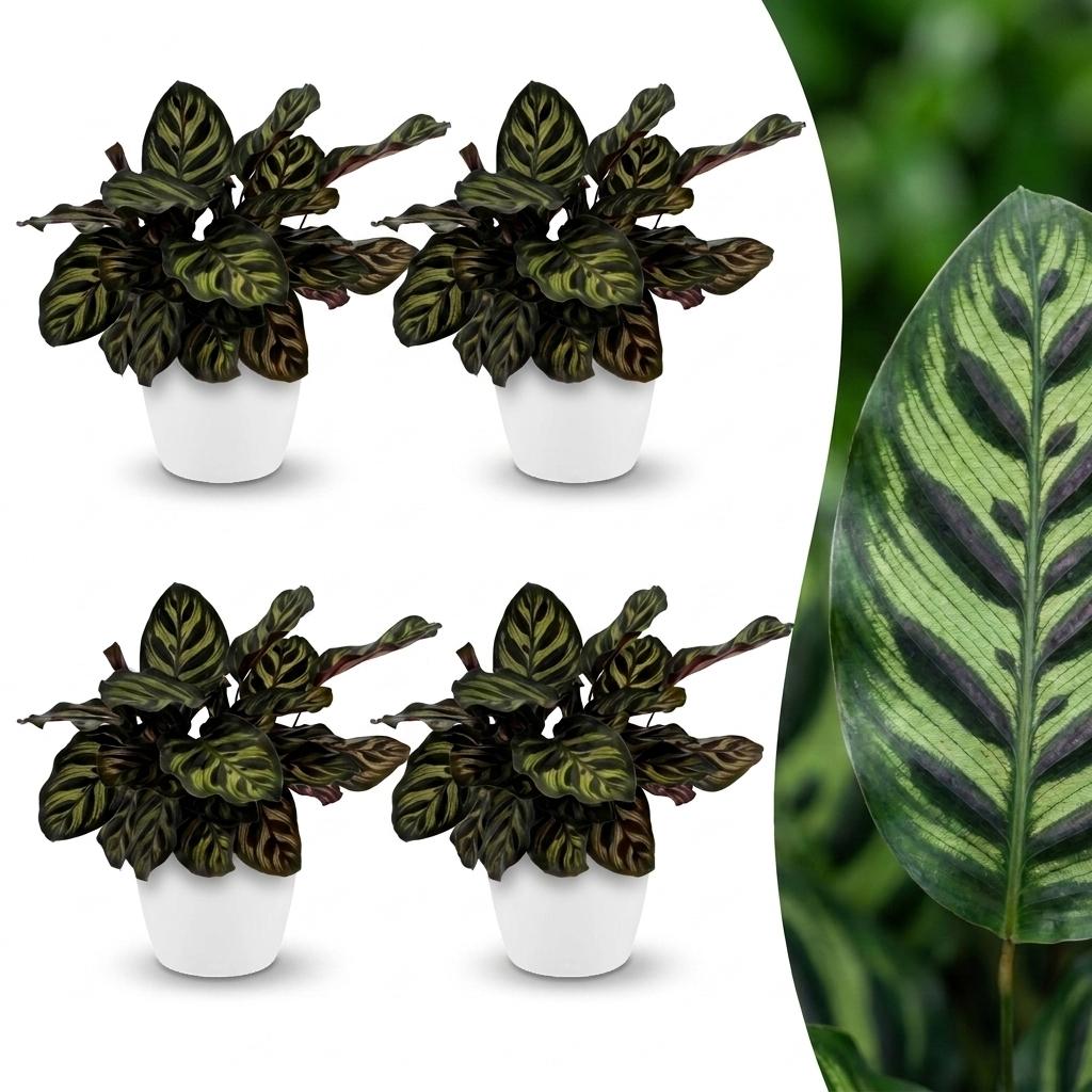 Quatre Calathea Makoyana, une plante paon avec des feuilles vertes striées foncées, chacun dans un pot blanc de 12cm