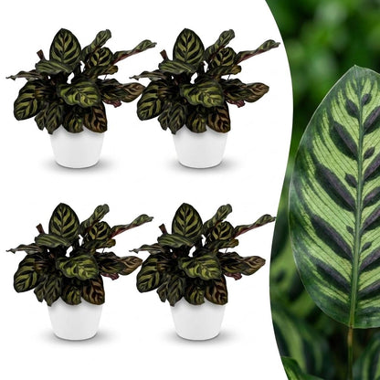 Quatre Calathea Makoyana, une plante paon avec des feuilles vertes striées foncées, chacun dans un pot blanc de 12cm
