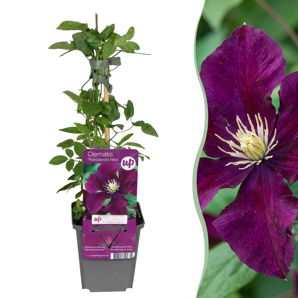 Clématite 'Warszawska Nike' (Clematis) - grimpante à grandes fleurs rouge velours