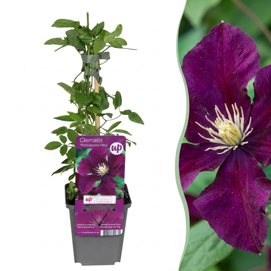 Clématite 'Warszawska Nike' (Clematis) - grimpante à grandes fleurs rouge velours