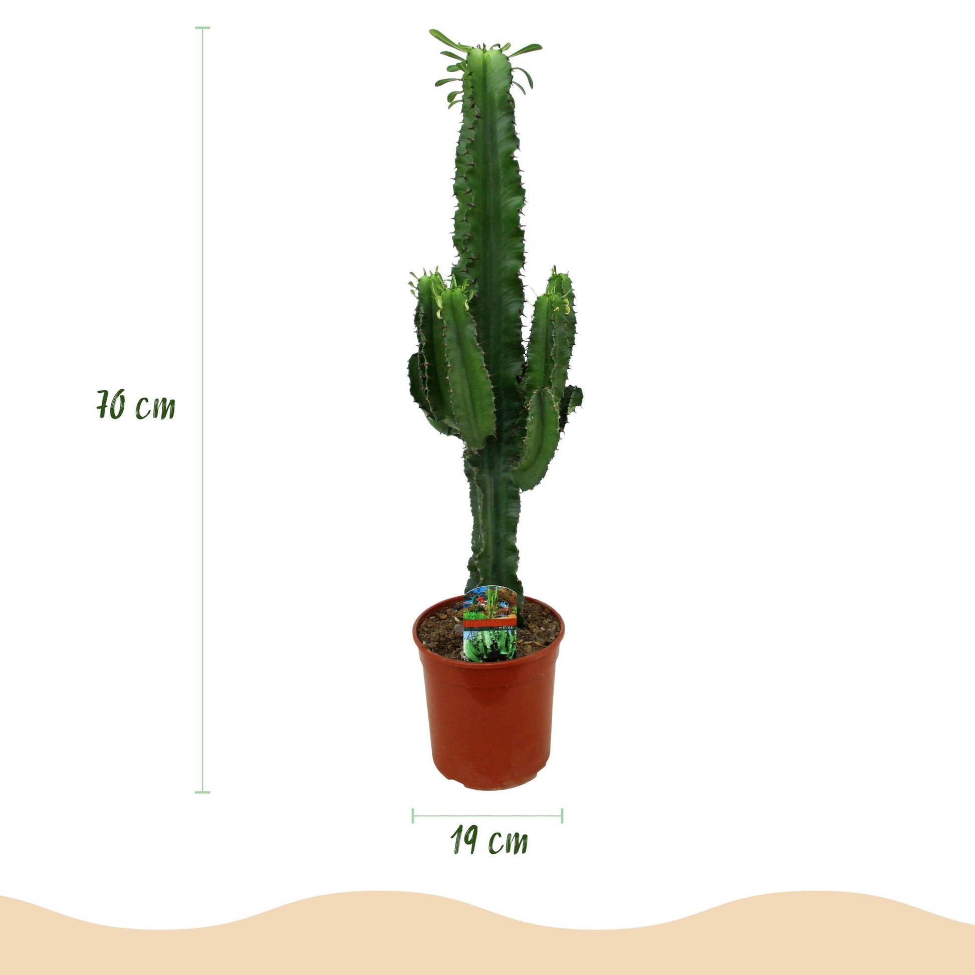Un Euphorbia eritrea, ou Arbre à lait africain, présenté en pleine hauteur dans son pot de culture de 19cm