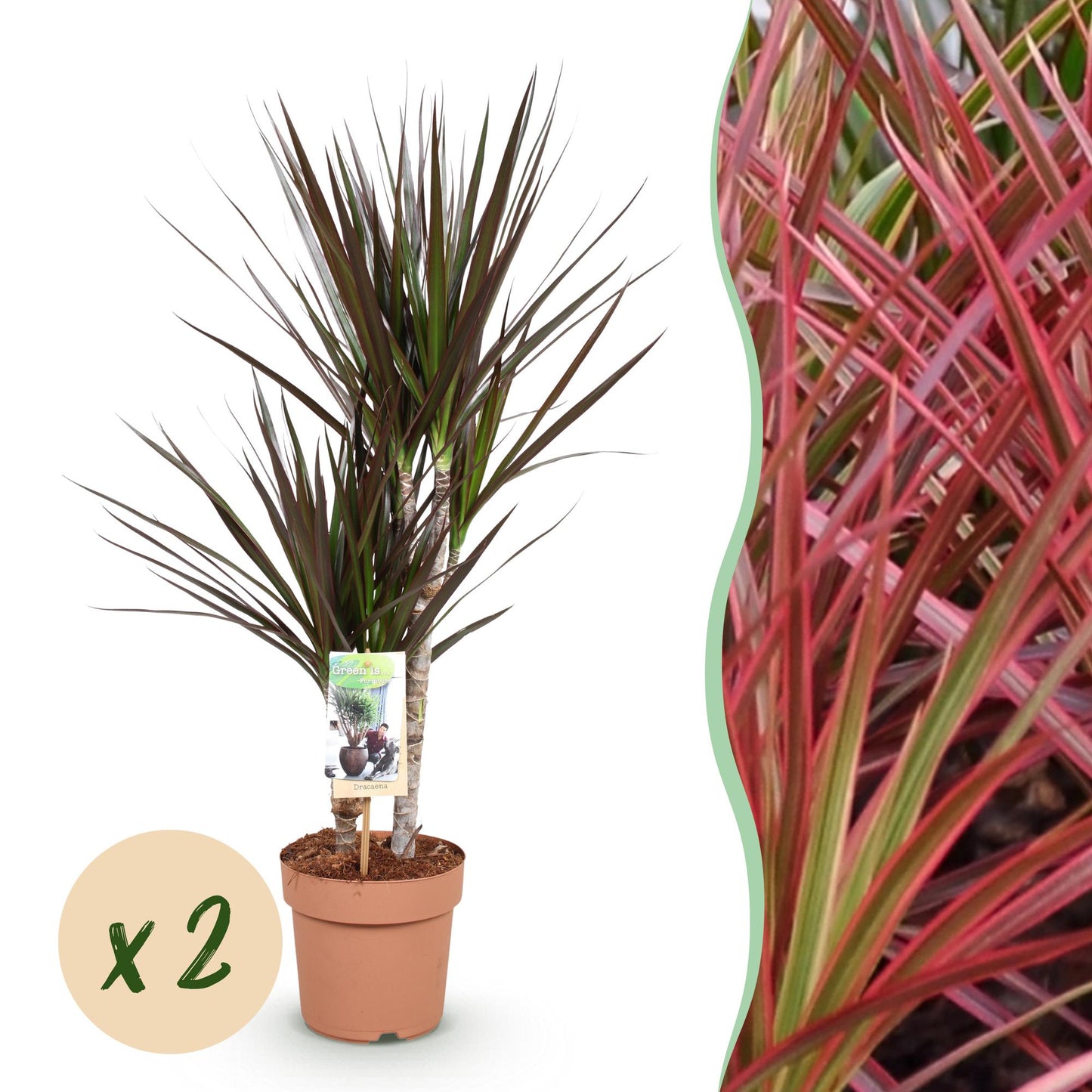 Image montage de deux Dracaena Magenta en pot terre cuite et un gros plan du feuillage rouge vif avec des touches de vert