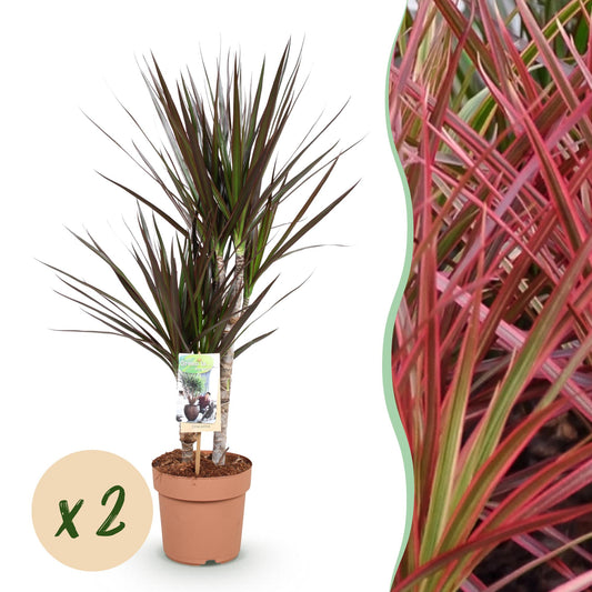 Image montage de deux Dracaena Magenta en pot terre cuite et un gros plan du feuillage rouge vif avec des touches de vert